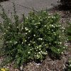 Katherine Dykes Potentilla #2 - Image 2